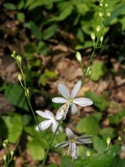 Bělozářka větevnatá (Anthericum ramosum L.)