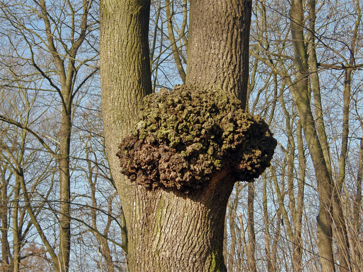 Javor mléč (Acer platanoides L.) s nádorem na kmeni (1a)