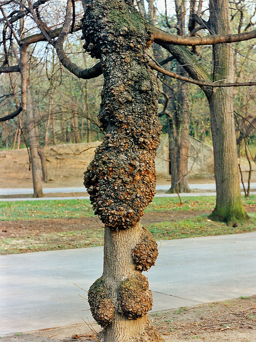 Javor mléč (Acer platanoides L.) s četnými nádory na kmeni (2a)