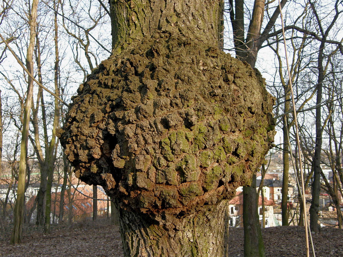 Nádor na jasanu ztepilém (Fraxinus excelsior L.) (1b)