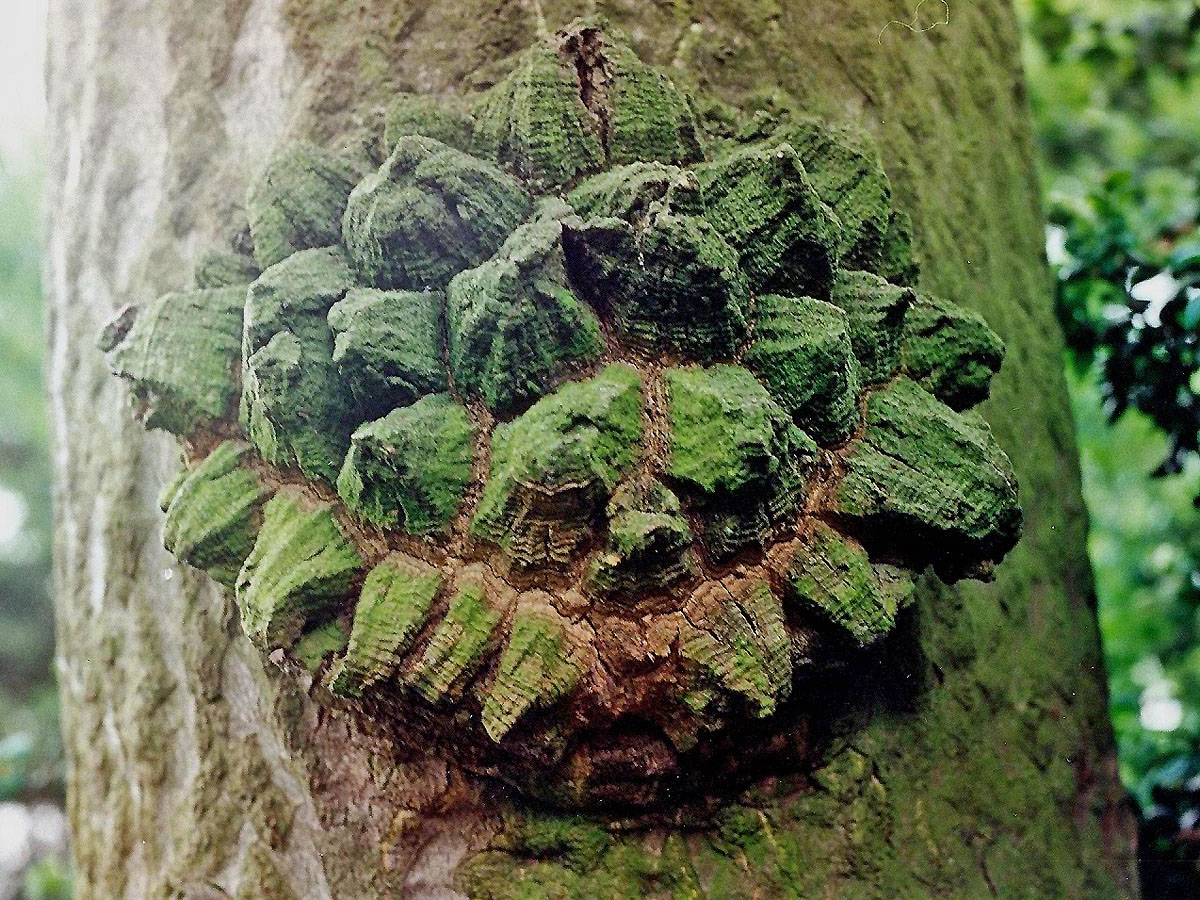 Nádor na kmeni pajasanu žláznatého (Ailanthus altissima (Mill.) Swingle)