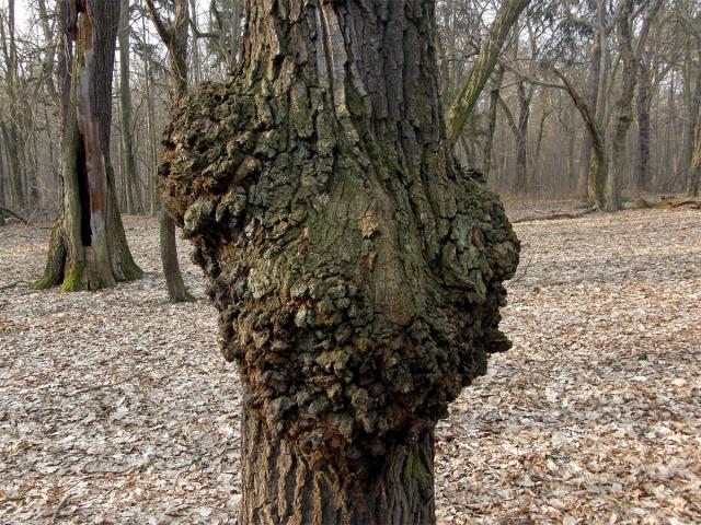 Nádor na dubu letním (Quercus robur L.) (2a)