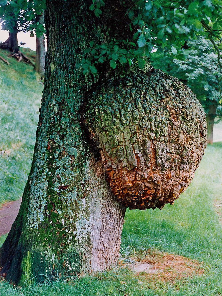 Nádor na dubu zimním (Quercus petraea (Matt.) Liebl.) (3a)