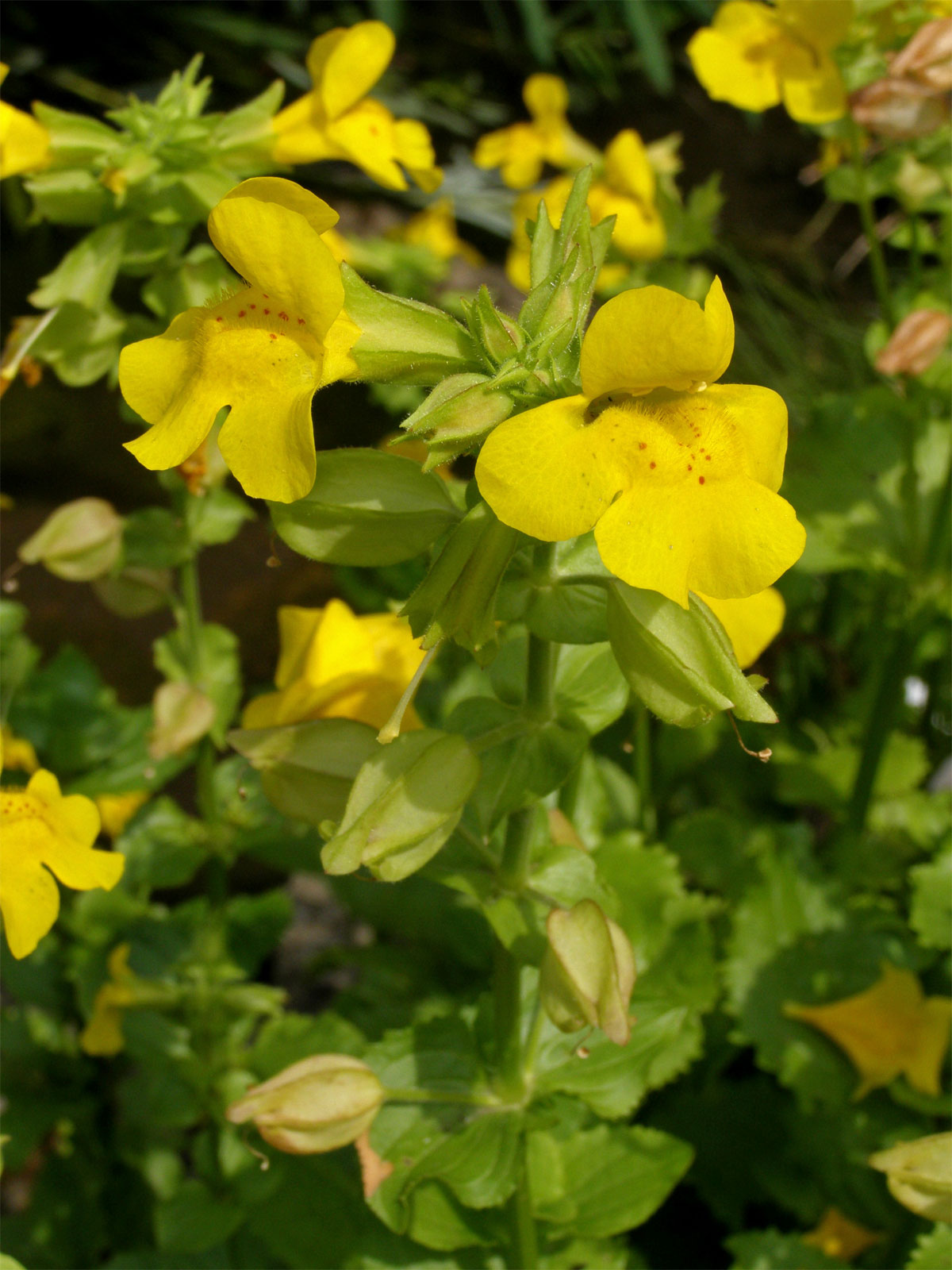 Kejklířka skvrnitá (Mimulus guttatus DC.)