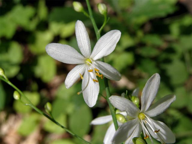 Bělozářka větevnatá (Anthericum ramosum L.)