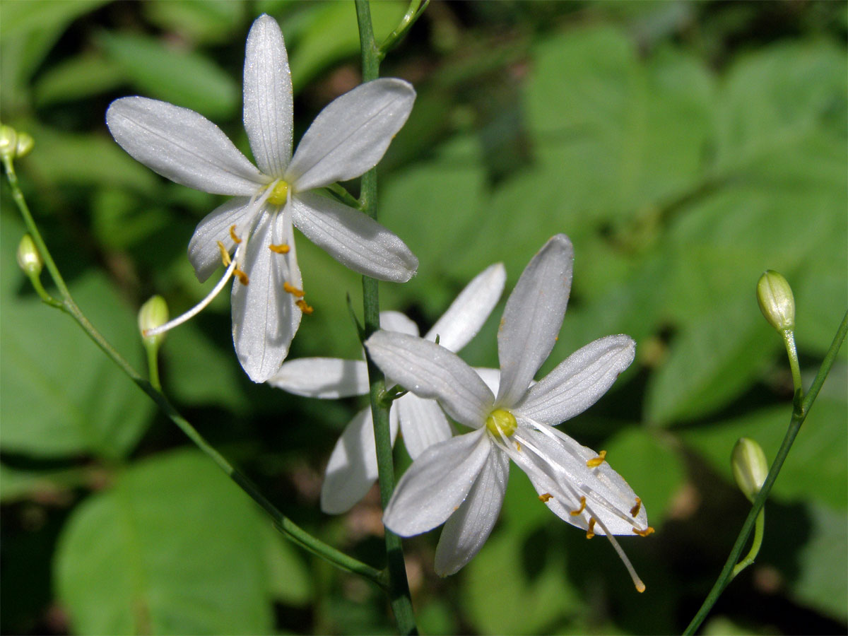 Bělozářka větevnatá (Anthericum ramosum L.)