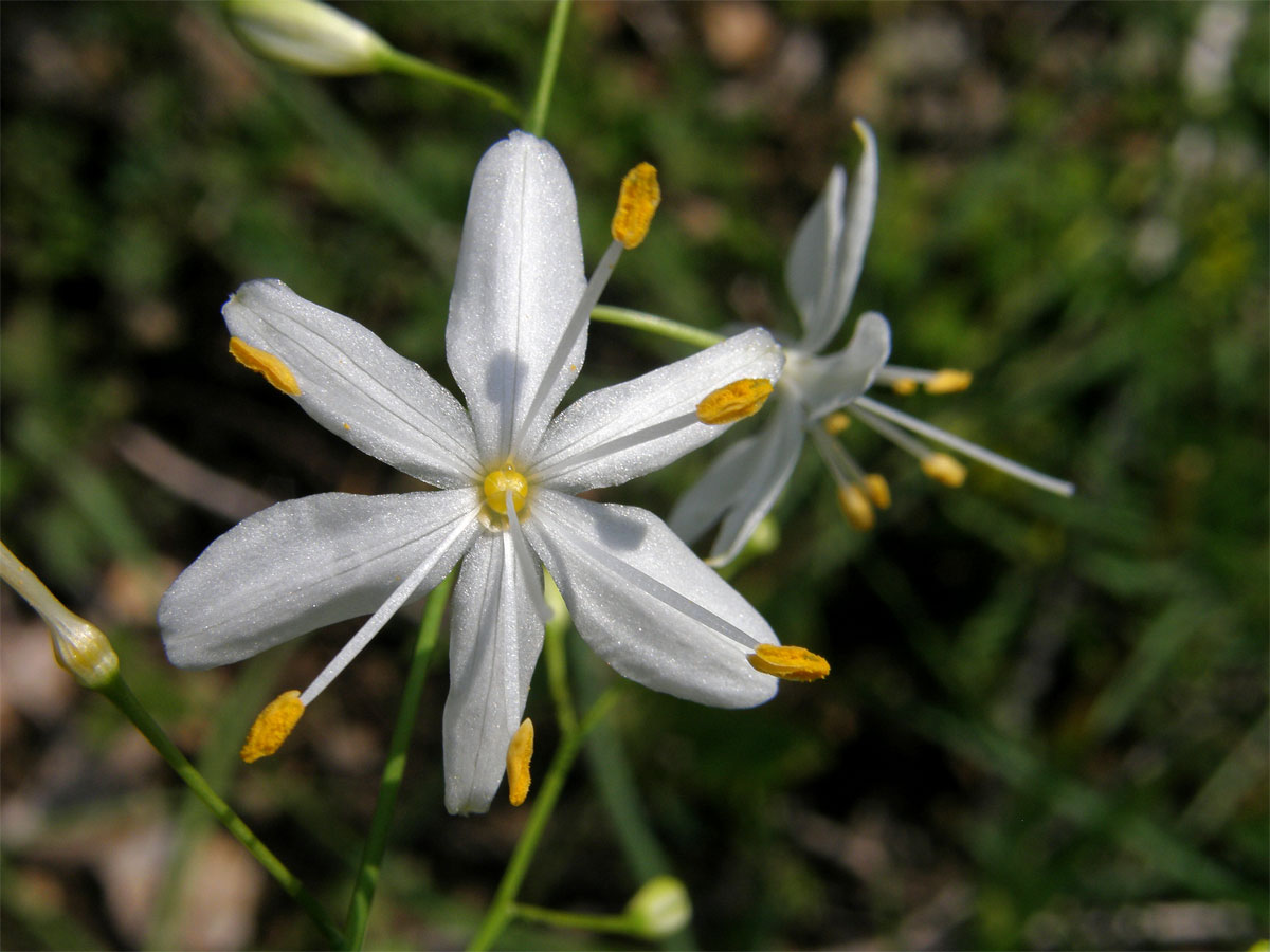 Bělozářka větevnatá (Anthericum ramosum L.)