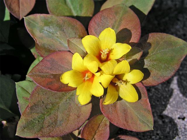 Vrbina (Lysimachia procumbens Riddell)