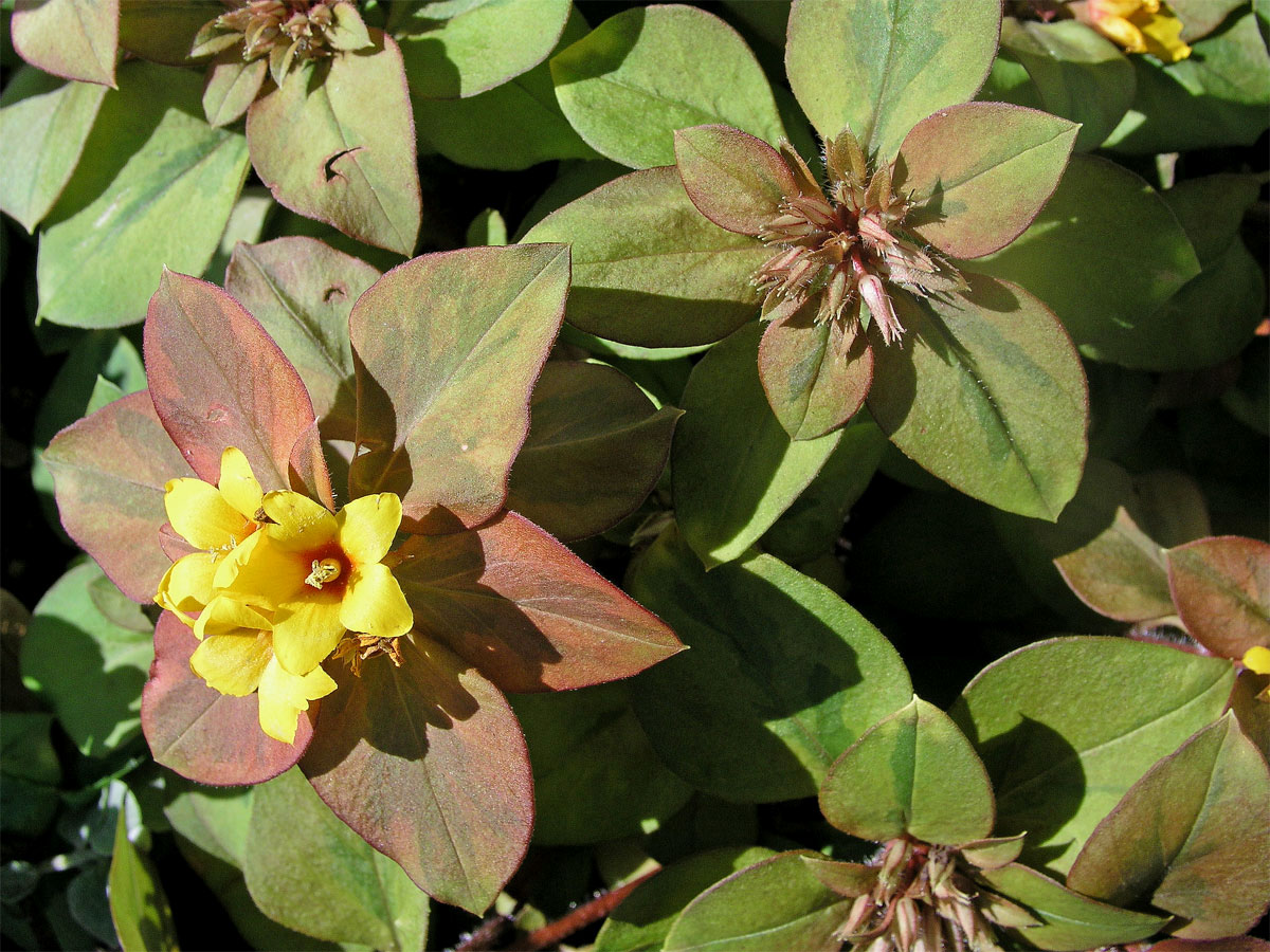 Vrbina (Lysimachia procumbens Riddell)