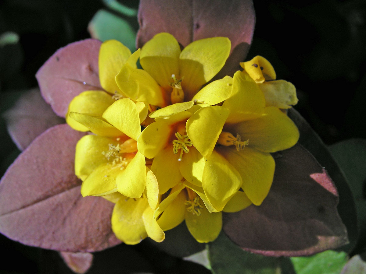 Vrbina (Lysimachia procumbens Riddell)