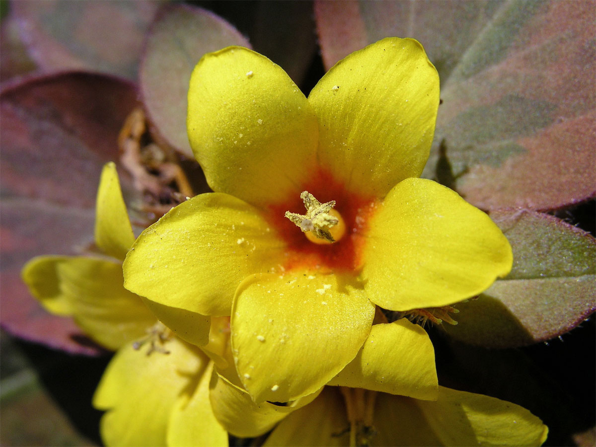 Vrbina (Lysimachia procumbens Riddell)