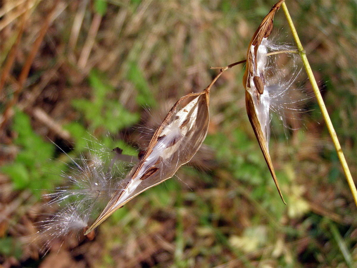 Tolita lékařská (Vincetoxicum hirundinaria Med.)