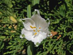 Bledule letní (Leucojum aestivum L.)