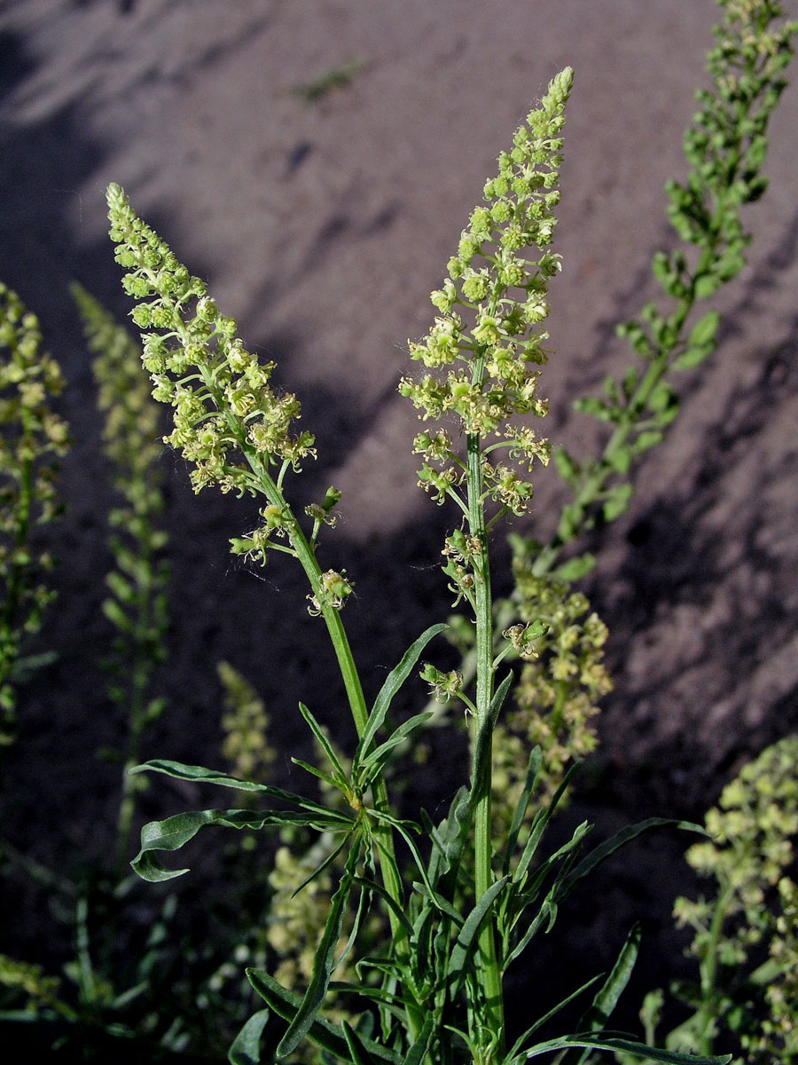 Rýt žlutý (Reseda lutea L.)