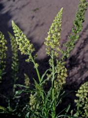 Rýt žlutý (Reseda lutea L.)