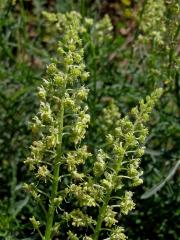 Rýt žlutý (Reseda lutea L.)