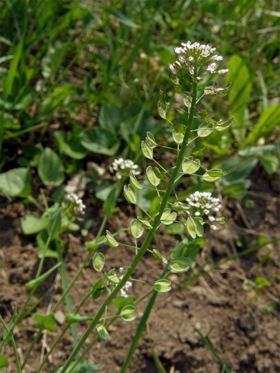 Penízek prorostlý (Thlaspi perfoliatum L.)