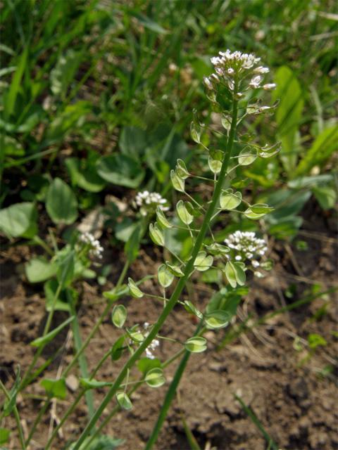 Penízek prorostlý (Thlaspi perfoliatum L.)