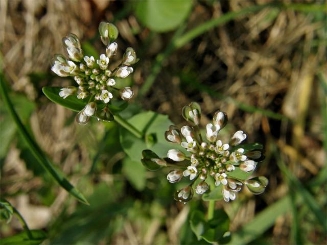 Penízek prorostlý (Thlaspi perfoliatum L.)