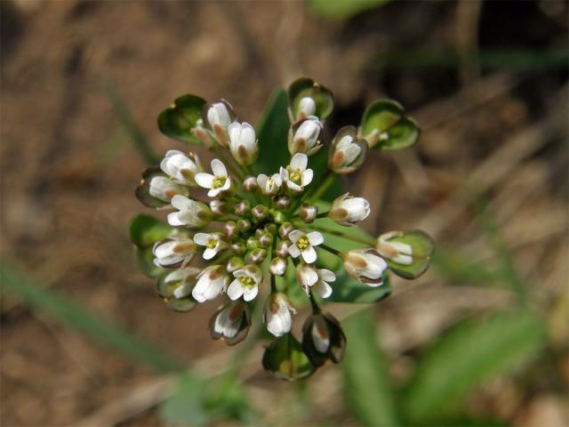 Penízek prorostlý (Thlaspi perfoliatum L.)