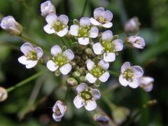 Penízek prorostlý (Thlaspi perfoliatum L.)