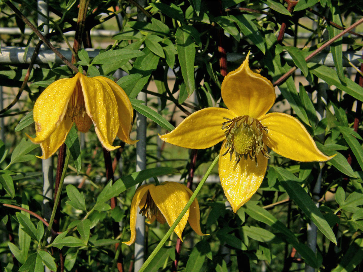 Plamének východní (Clematis tangutica (Maxim.) Koshinsky)