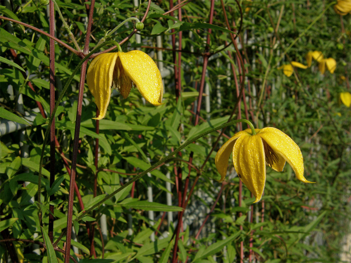 Plamének východní (Clematis tangutica (Maxim.) Koshinsky)