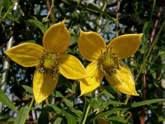 Plamének východní (Clematis tangutica (Maxim.) Koshinsky)