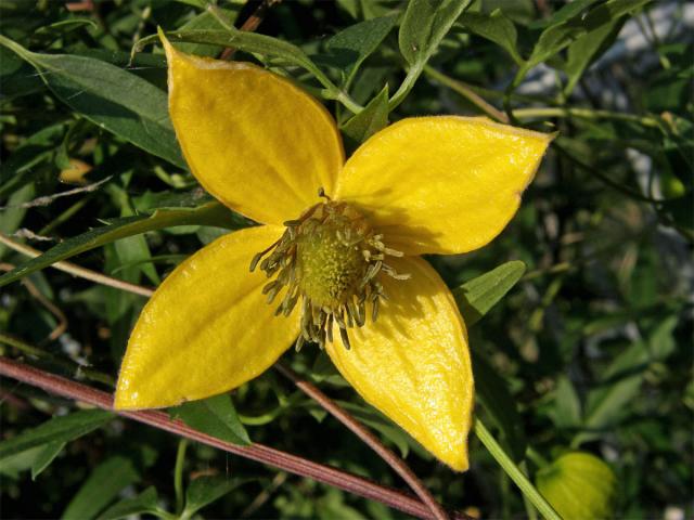 Plamének východní (Clematis tangutica (Maxim.) Koshinsky)