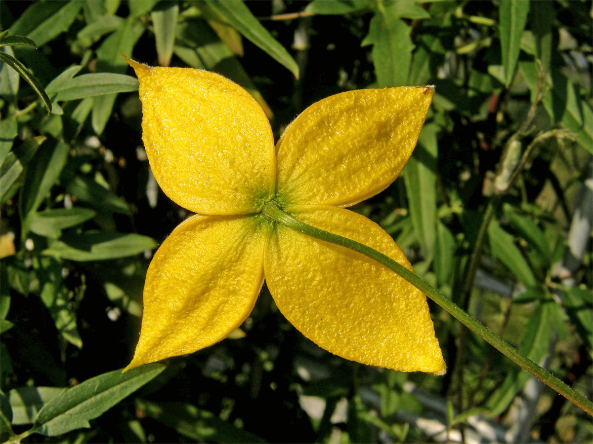 Plamének východní (Clematis tangutica (Maxim.) Koshinsky)