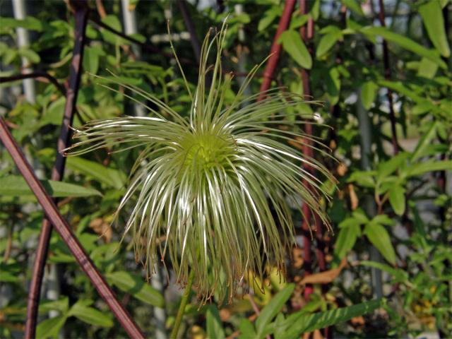 Plamének východní (Clematis tangutica (Maxim.) Koshinsky)