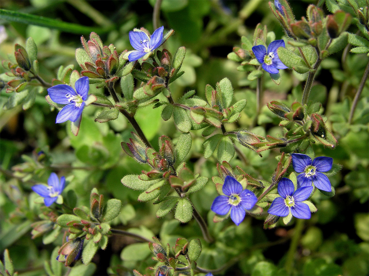 Rozrazil trojklaný (Veronica triphyllos L.)