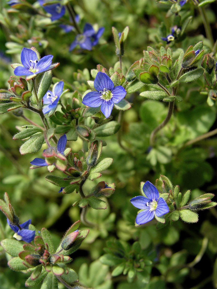 Rozrazil trojklaný (Veronica triphyllos L.)