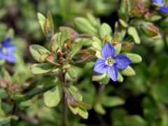 Rozrazil trojklaný (Veronica triphyllos L.)