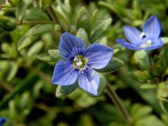 Rozrazil trojklaný (Veronica triphyllos L.)