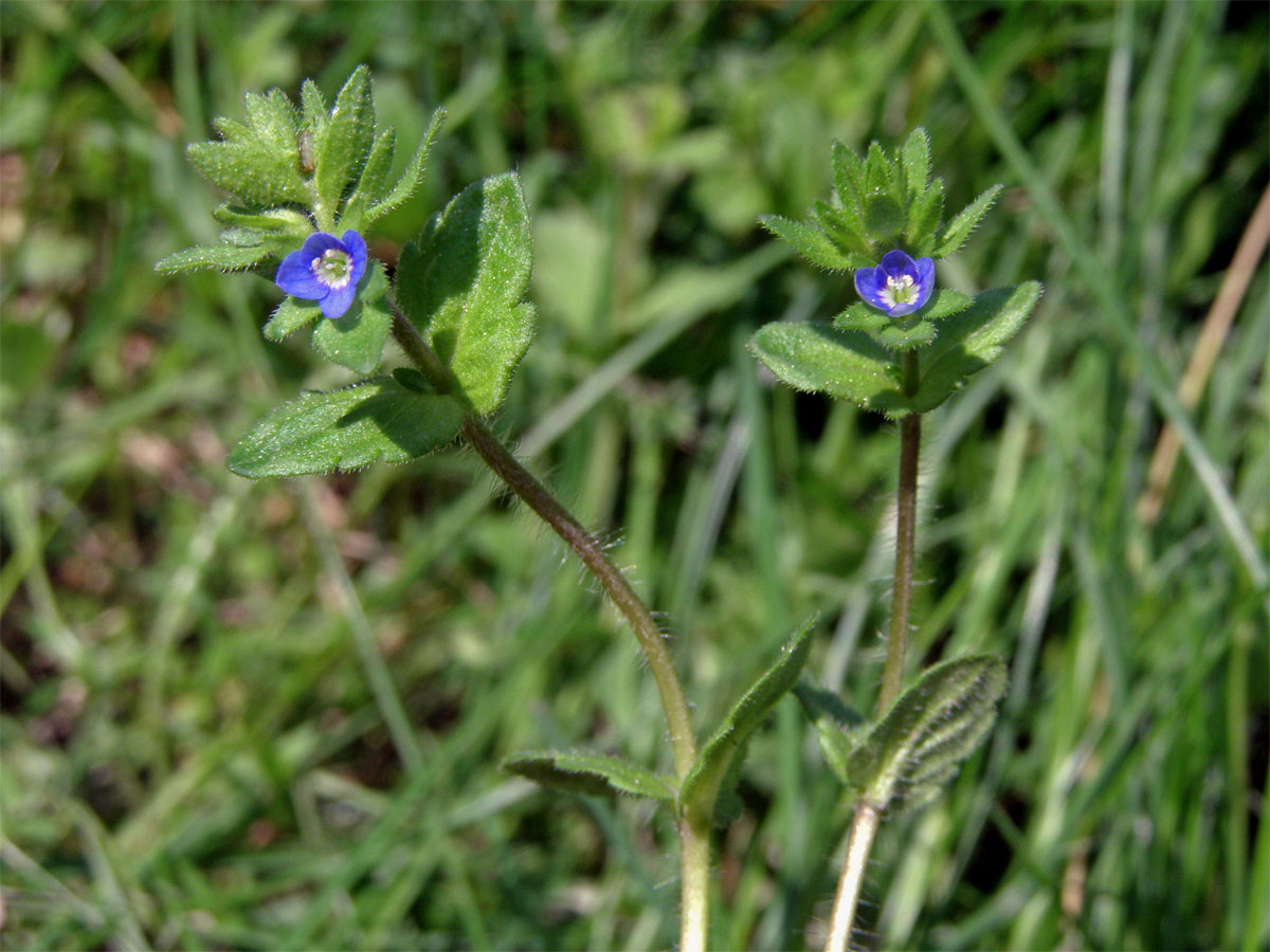 Rozrazil rolní (Veronica arvensis L.)