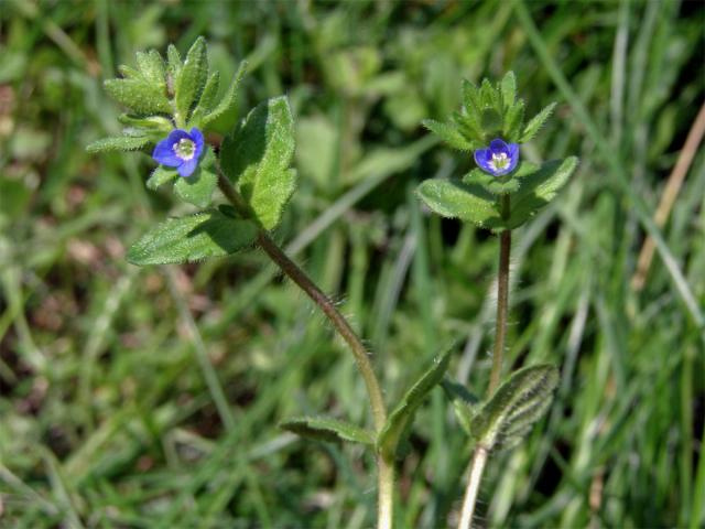 Rozrazil rolní (Veronica arvensis L.)