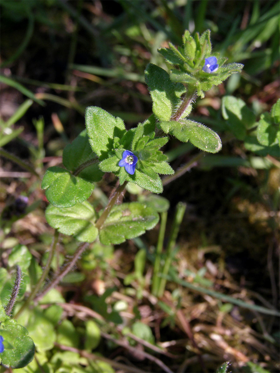 Rozrazil rolní (Veronica arvensis L.)