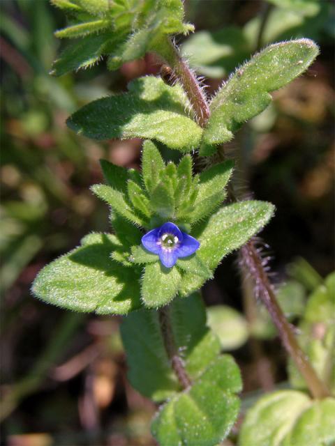 Rozrazil rolní (Veronica arvensis L.)