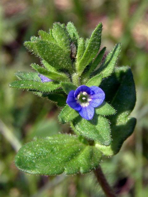 Rozrazil rolní (Veronica arvensis L.)