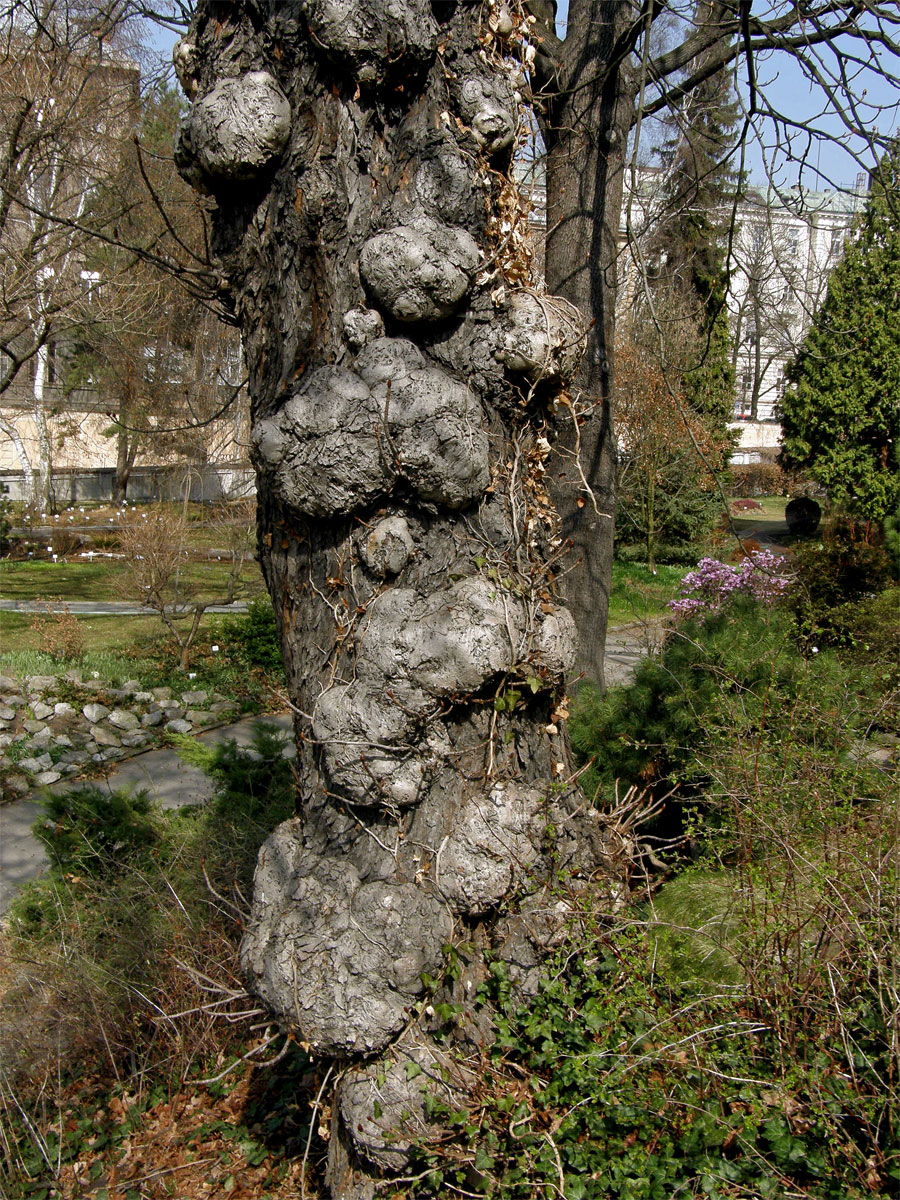 Jírovec maďal (Aesculus hippocastanum L.) (1a) - kmen s četnými tumory