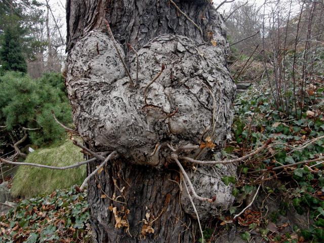 Jírovec maďal (Aesculus hippocastanum L.) (1c) postižený tumory