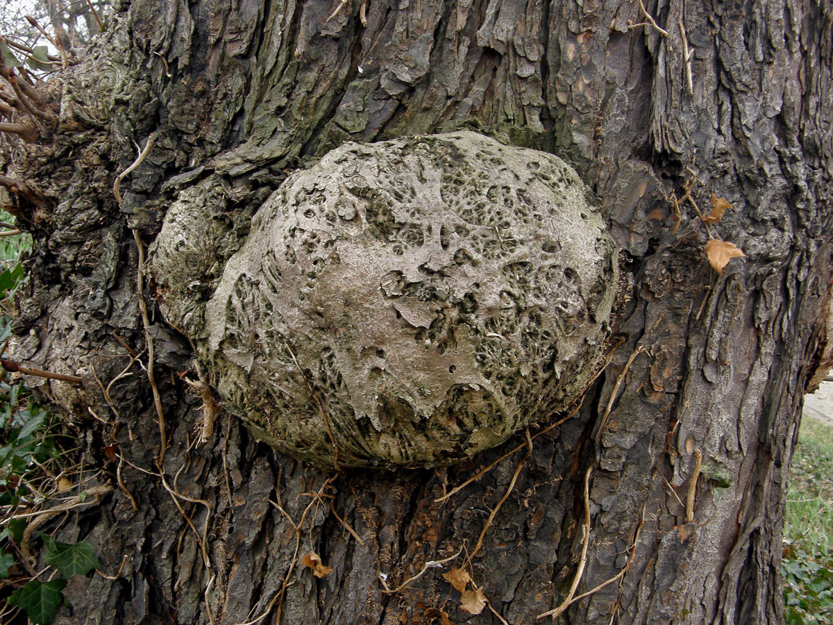 Jírovec maďal (Aesculus hippocastanum L.) (1d) postižený tumory