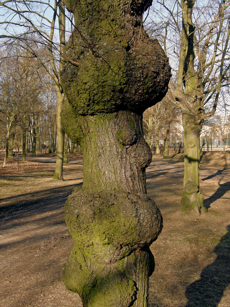 Lípa velkolistá (Tilia platyphyllos Scop.) (3) s nádory na kmeni