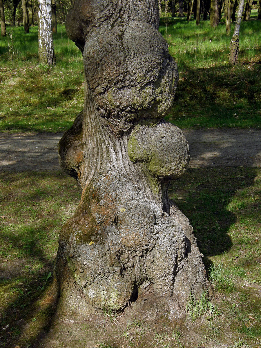 Lípa velkolistá (Tilia platyphyllos Scop.) (5) s nádory na kmeni