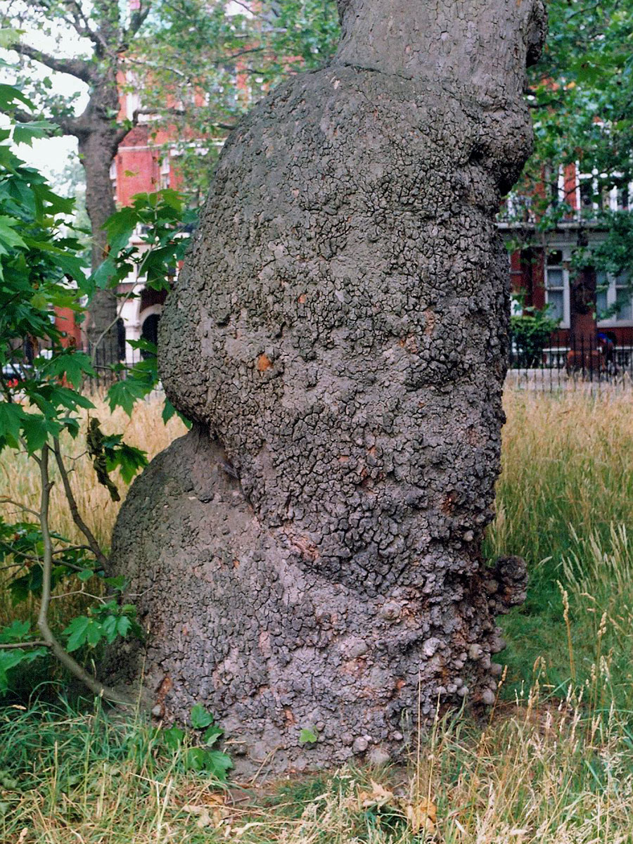 Platan javorolistý (Platanus x hispanica Mill.) - nádory postižený kmen (2)