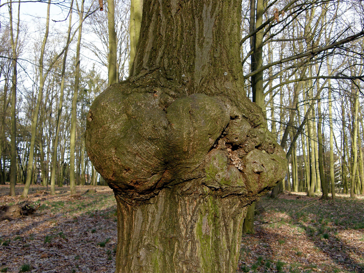 Nádor na dubu červeném (Quercus rubra  L.) (4a)