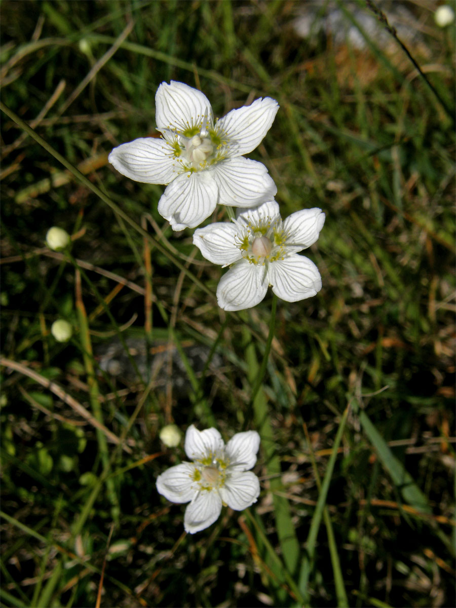 Tolije bahenní (Parnassia palustris L.)