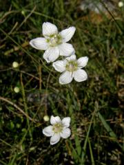 Tolije bahenní (Parnassia palustris L.)  