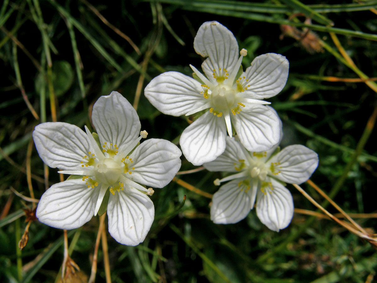 Tolije bahenní (Parnassia palustris L.)